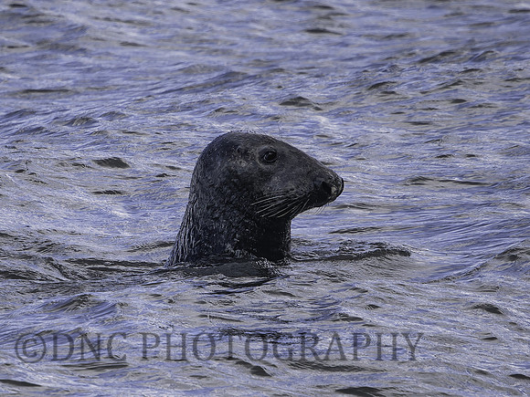 Seal