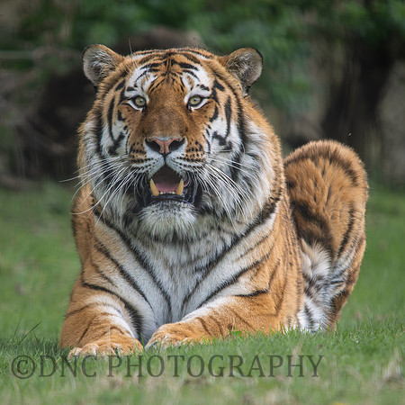 Amur Tiger 'Altai'