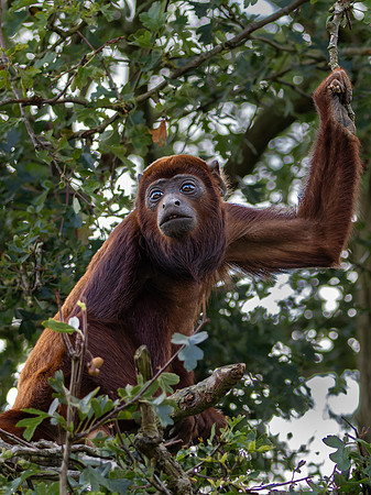 Red Howler Monkey .1