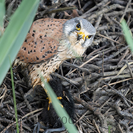 Kestrel .4