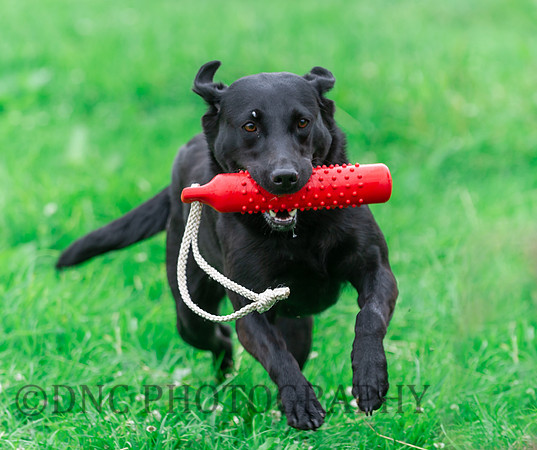 Labrador competing the scurry