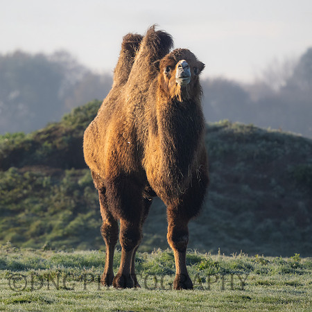 Bactrian Camel