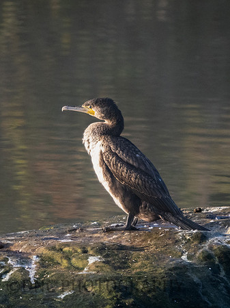 Cormorant .1