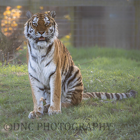 Amur Tiger 'Altai'