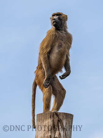 Baboon