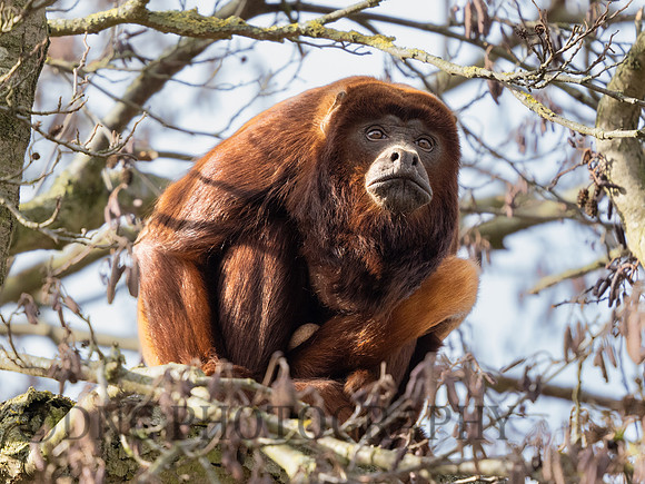 Red Howler Monkey