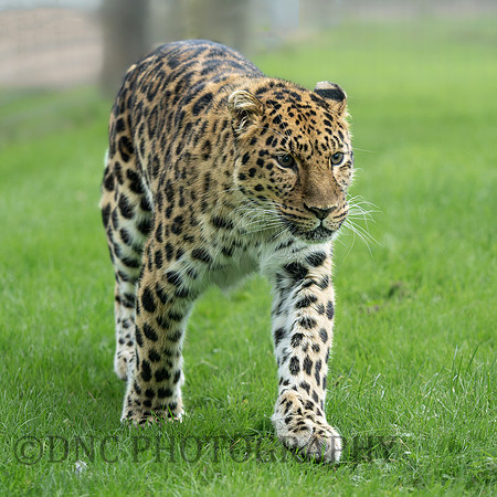 Amur Leopard Drake .1