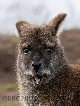 Bennett's Wallaby .1