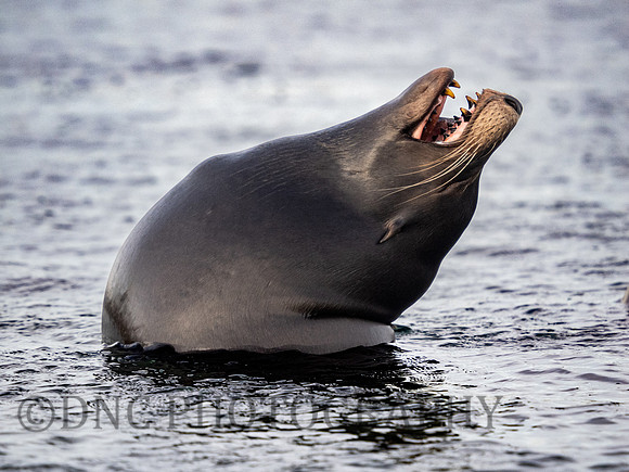 Californian Sea Lion .1