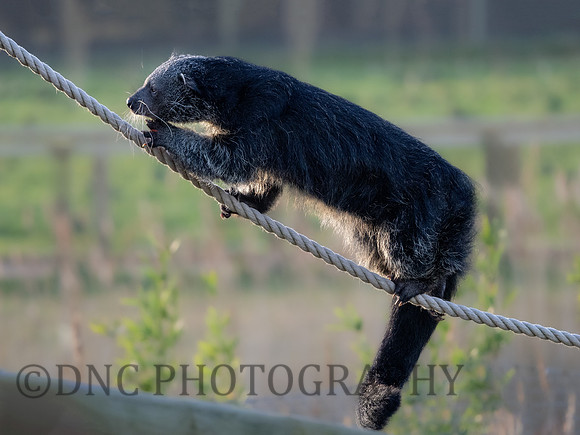 Binturong .1