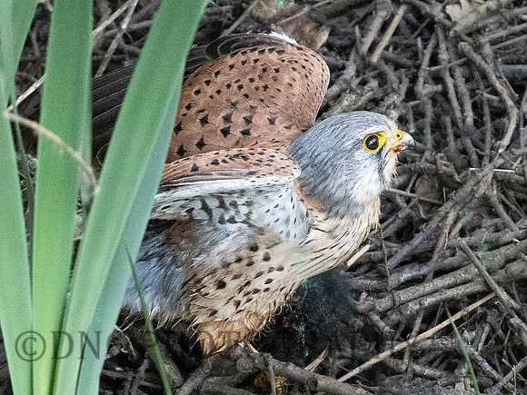Kestrel .2