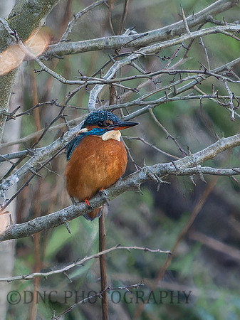 Kingfisher
