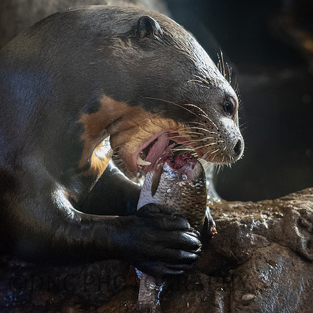 Giant Otter .1