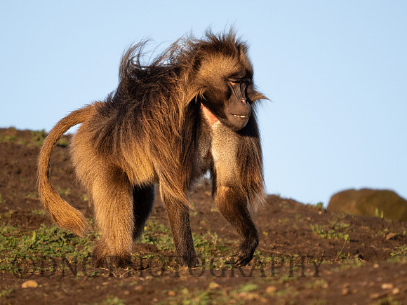Harry Gelada Monkey .1