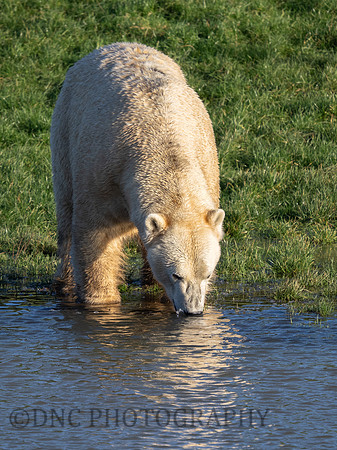 Polar Bear .1