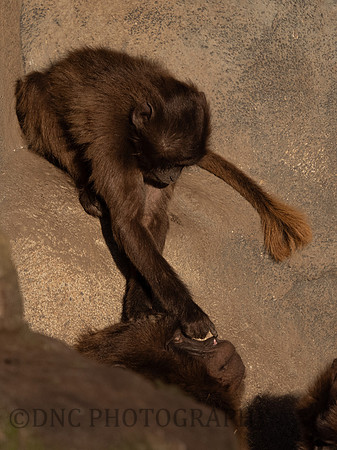 Azezon Gelada Monkey .1