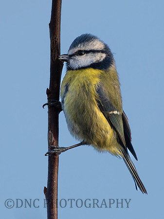 Blue Tit