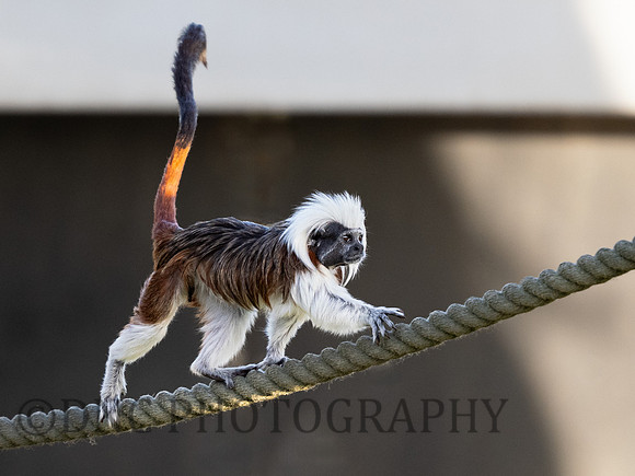 Cotton Top Tamarin .1