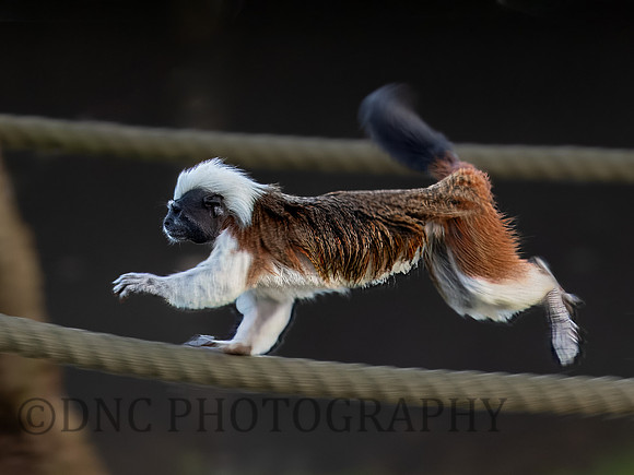 Cotton Top Tamarin .2