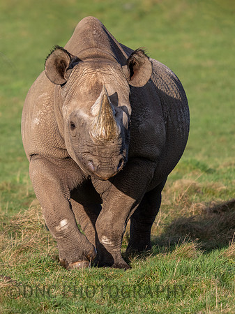 Eastern Black Rhino .1