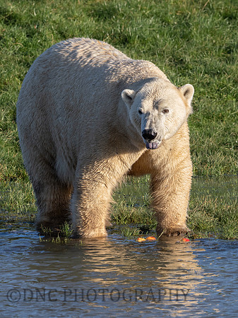 Polar Bear .1