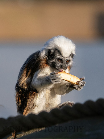 Cotton Top Tamarin .1