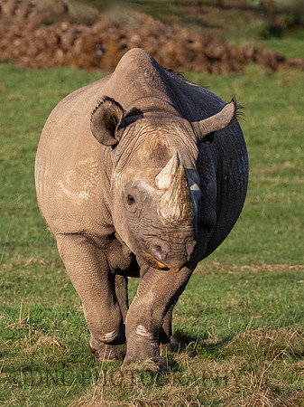 Eastern Black Rhino .12