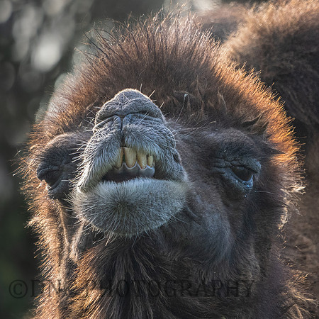 Camel
