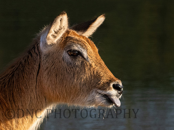 Lechwe .1