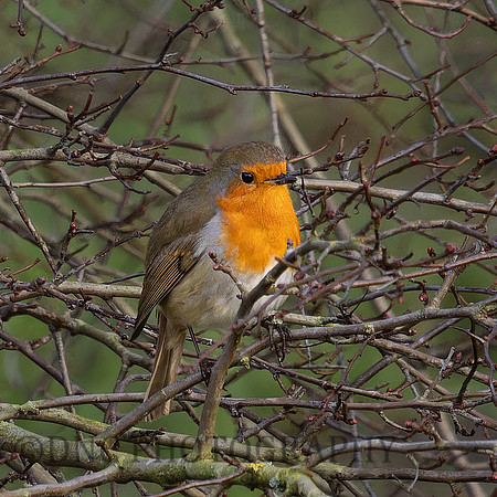 Robin
