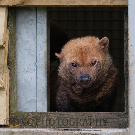 Bush Dog