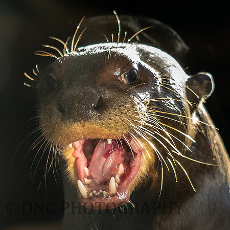 Giant Otter .1