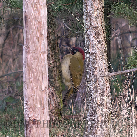 Green Woodpeaker .2