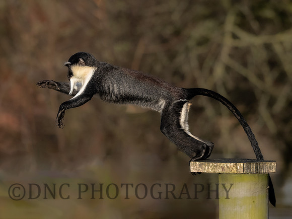 Roloway Monkey .2