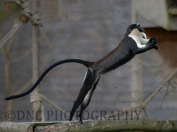 Roloway Monkey .1