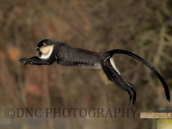 Roloway Monkey .3