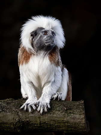 Cotton Top Tamarin .1