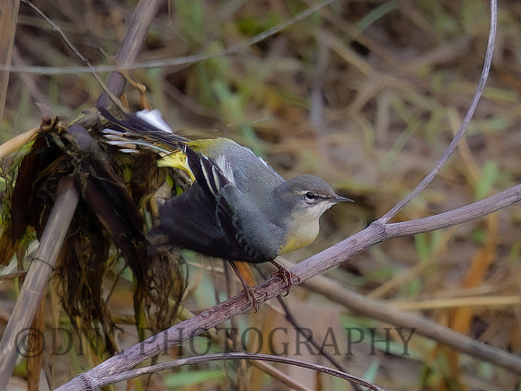Grey Wagtail