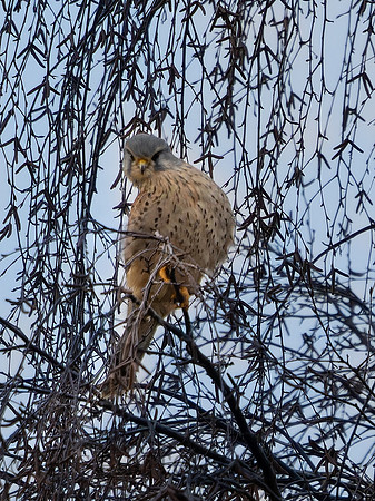 Kestrel .1