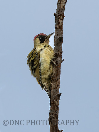 Green Woodpecker .2