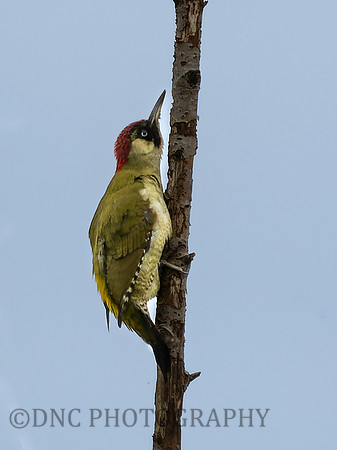 Green Woodpecker .3