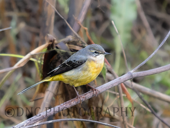 Grey Wagtail .1