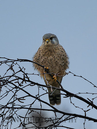 Kestrel .1