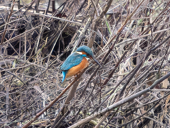 Kingfisher .1