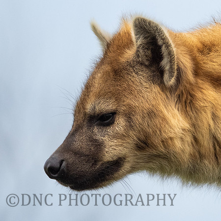 Spotted Hyena .1