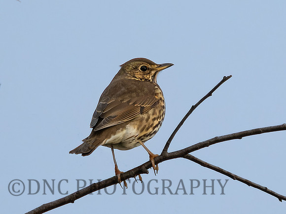 Thrush