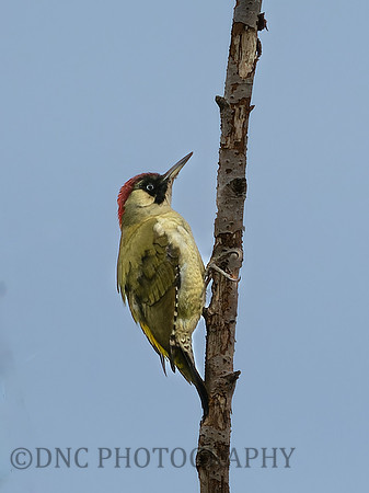 Green Woodpecker .1