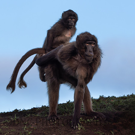 Gelada Monkey .2