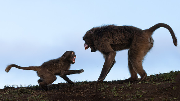 Gelada Monkeys