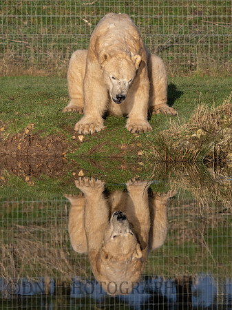 Polar Bear .2